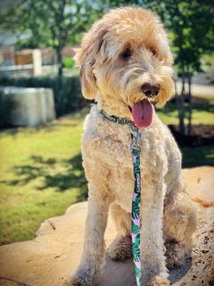 pink tropical dog leash on dog