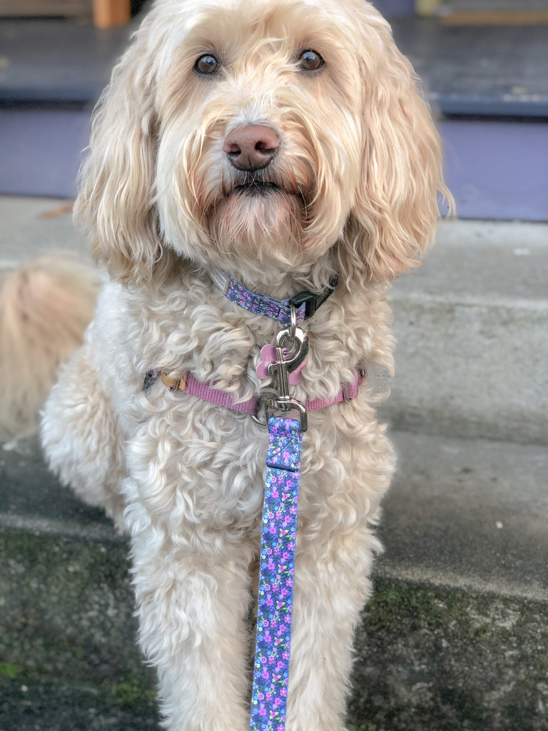 floral dog leash on curly dog