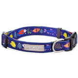 blue tropical fish dog collar