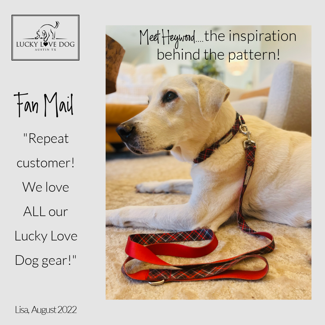 holiday plaid leash on white dog named heywood