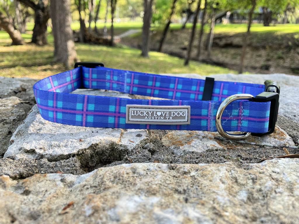 blue aqua violet cute classic dog collar in park