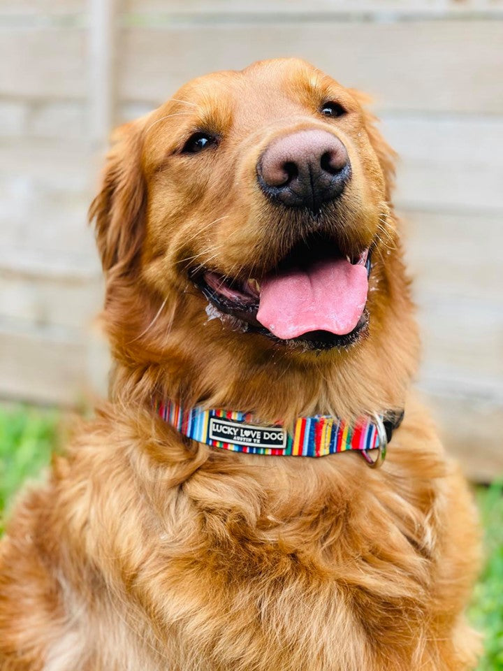 rainbow striped dog collar on orange dog